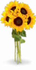 Aktuelles Sonnenblumen Strauß Angebot bei Netto Marken-Discount in Jena ab 3,99 €