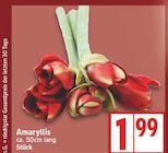 Amaryllis im EDEKA Prospekt Amaryllis von im aktuellen EDEKA Prospekt für 1,99 €