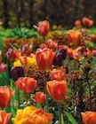 Promo Tulipes cuivre et bronze à 8,99 € dans le catalogue Point Vert à Sadirac