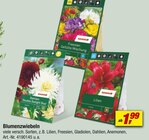 Blumenzwiebeln Angebote von toom bei toom Baumarkt Marl für 1,99 €