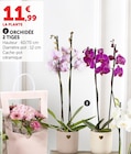Orchidée 2 Tiges - U Express à Limoges Orchidée 2 Tiges en promo chez U Express Limoges à 11,99 €