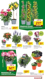 Kohle Angebot & Preis im aktuellen toom Baumarkt Prospekt Kohle Angebot im aktuellen toom Baumarkt Prospekt auf Seite 7