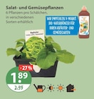 Salat- und Gemüsepflanzen im aktuellen V-Markt Prospekt für 1,89 €