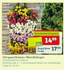 Pflanzen Kölle Neuenhagen - Chrysanthemen-Wandhänger Angebot im Prospekt Chrysanthemen-Wandhänger bei Pflanzen Kölle im Neuenhagen Prospekt für 14,99 €