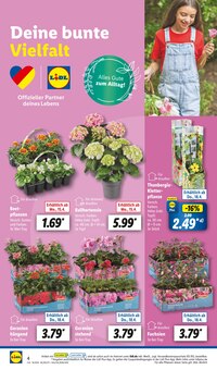 Balkonpflanzen im Lidl Prospekt "LIDL LOHNT SICH" mit 61 Seiten (Hannover)