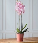 Orchidée phalaenopsis 2 tiges - Super U à Caen Orchidée phalaenopsis 2 tiges en promo chez Super U Caen à 10,99 €