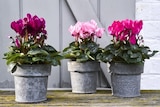 Cyclamen "Halios" ECLOZ - ECLOZ en promo chez Jardiland Cyclamen "Halios" ECLOZ - ECLOZ dans le catalogue Jardiland