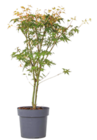Japanischer Ahorn, Acer palmatum 'Katsura' für 25,99 € bei Netto Marken-Discount im Angebot Japanischer Ahorn, Acer palmatum 'Katsura' im aktuellen Netto Marken-Discount Prospekt