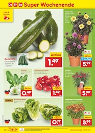 Netto Marken-Discount Dahlie im Prospekt Netto Marken-Discount Dahlie im Prospekt