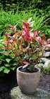 GLANZMISPEL "DEVILS DREAM" (PHOTINIA FRASERI) von GROW BY OBI im aktuellen OBI Prospekt