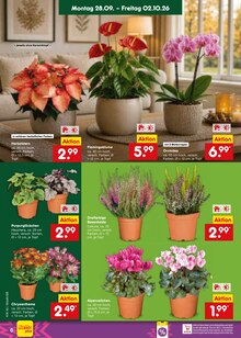 Zimmerpflanzen im aktuellen Netto Marken-Discount Prospekt (Duisburg) Zimmerpflanzen im Netto Marken-Discount Prospekt "Aktuelle Angebote" mit 72 Seiten (Duisburg)