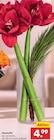 Aktuelles Amaryllis Angebot bei Netto Marken-Discount in Hannover ab 4,99 €