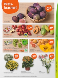 Obst im tegut Prospekt "tegut… gute Lebensmittel" auf Seite 5