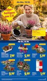 Aktueller Lidl Prospekt mit Blumen, "LIDL LOHNT SICH", Seite 17