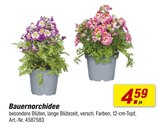 Bauernorchidee im Angebot bei toom Baumarkt in Wolfsburg Bauernorchidee Angebote bei toom Baumarkt Wolfsburg für 4,59 €