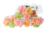 Aktuelles Edelnelken pastellfarben Angebot bei E center in Rostock ab 3,99 €