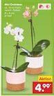 Mini Orchideen im Angebot bei Netto Marken-Discount in Potsdam Mini Orchideen Angebote bei Netto Marken-Discount Potsdam für 4,99 €