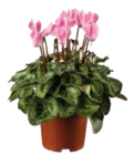 Aktuelle Zimmerpflanzen Angebote bei Globus-Baumarkt in Hamburg Aktuelles Alpenveilchen (Cyclamen) Angebot bei Globus-Baumarkt in Hamburg ab 2,49 €