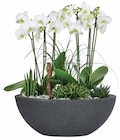 Aktuelles ORCHIDEEN-ARRANGEMENT Angebot bei Dehner Garten-Center in Nürnberg ab 89,99 €