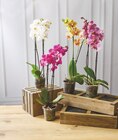 Orchidée 2 Tiges en promo chez U Express Avignon à 7,99 €