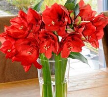 Frische Schnittblumen bei ALDI Nord in Minden Frische Schnittblumen im Angebot bei ALDI Nord Minden für 1,99 €
