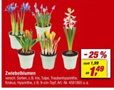 Zwiebelblumen Angebote bei toom Baumarkt Dreieich für 1,49 €