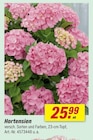 Hortensien für 25,99 € bei toom Baumarkt im Angebot Hortensien im aktuellen toom Baumarkt Prospekt