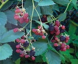 Promo Arbuste Fruitiers Grimpants à 11,90 € dans le catalogue Super U à La Roche-sur-Yon