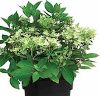 Aktuelles Hortensie 'Switch Ophelia' Angebot bei Dehner Garten-Center in Dresden ab 24,99 €