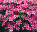 Promo Azalée Japonaise à 13,99 € dans le catalogue Hyper U à Colmar