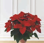 Poinsettia - U - U Express à Dijon Poinsettia - U en promo chez U Express Dijon à 8,99 €