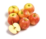 Jonagold bei Netto mit dem Scottie im Schwedt Prospekt für 1,29 €