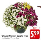 Chrysanthemen-Büsche Trios im Angebot bei EDEKA in Fellbach Chrysanthemen-Büsche Trios Angebote bei EDEKA Fellbach für 5,99 €