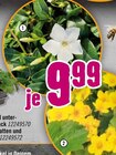 Weißes Immergrün bei Hornbach im Nürnberg Prospekt für 9,99 €