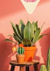 Promo Petit cactus artificiel en pot à 3,99 € dans le catalogue B&M à Vénissieux