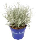 Aktuelles Silberne Strukturpflanze Angebot bei Penny in Bremen ab 1,99 €