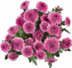 Chrysanthemen für 2,49 € bei Netto Marken-Discount im Angebot Chrysanthemen im aktuellen Netto Marken-Discount Prospekt
