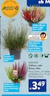Calluna Beauty Ladies 'High Five' bei ALDI SÜD im Laupheim Prospekt für 3,49 €
