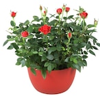 Coupe de rosier en promo chez Carrefour Coupe de rosier dans le catalogue Carrefour
