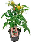 Tomate im Angebot bei REWE in Essen Tomate Angebote bei REWE Essen für 4,69 €