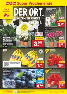 Blumen im Netto Marken-Discount Prospekt "Aktuelle Angebote" mit 51 Seiten (Chemnitz)