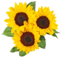 Sonnenblumenöl Angebote von K-CLASSIC bei Kaufland Mannheim für 1,29 €