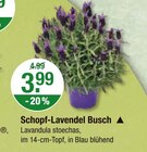 Aktuelles Schopf-Lavendel Busch Angebot bei V-Markt in München ab 3,99 €