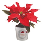 Jardiland La Queue-en-Brie - Promo Mini-poinsettia Promo Mini-poinsettia à 1,99 € dans le catalogue Jardiland à La Queue-en-Brie