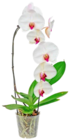 Orchidee Cascade Angebote bei Kaufland Aachen für 8,88 €