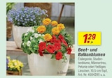 toom Baumarkt Pinneberg - Beet- und Balkonblumen Angebot im Prospekt Beet- und Balkonblumen bei toom Baumarkt im Pinneberg Prospekt für 1,29 €