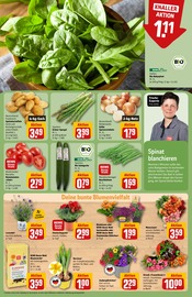 Pflanzen kaufen in Berlin günstige Angebote in Berlin