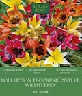 Kollektion Trockenkünstler Wildtulpen im Angebot bei Pflanzen Kölle in Hofheim Kollektion Trockenkünstler Wildtulpen Angebote bei Pflanzen Kölle Hofheim für 9,99 €