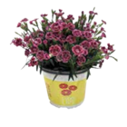 Dahlien im Angebot bei EDEKA in Schwerin Dahlien Angebote bei EDEKA Schwerin für 6,99 €