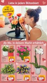 Ähnliche Angebote wie Rhododendron im Prospekt "Dein Markt" auf Seite 8 von REWE in Halle